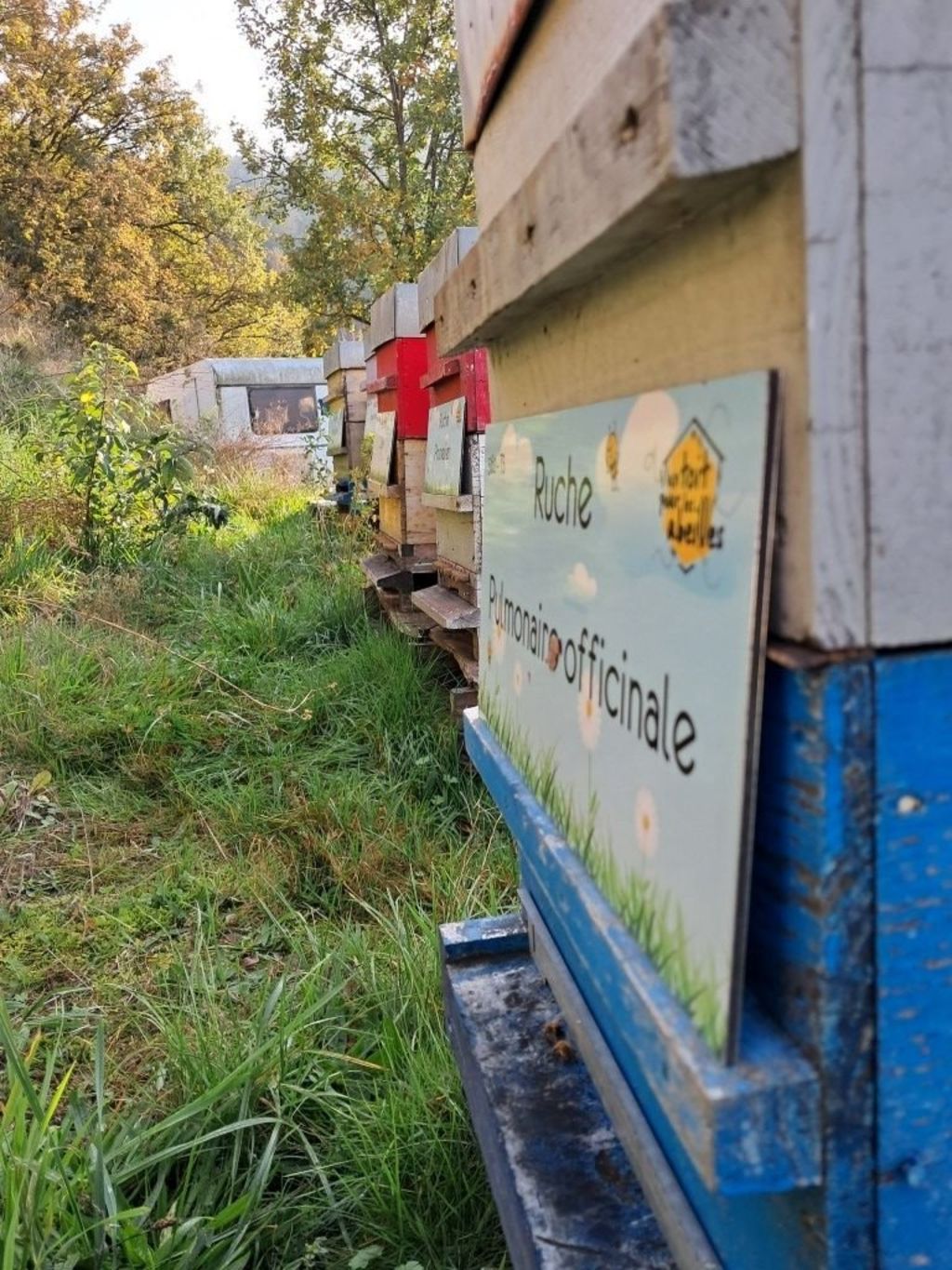 La ruche Pulmonaire officinale