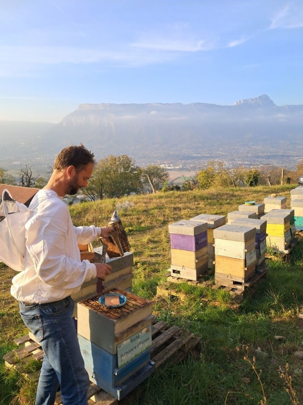 La ruche Pulmonaire officinale