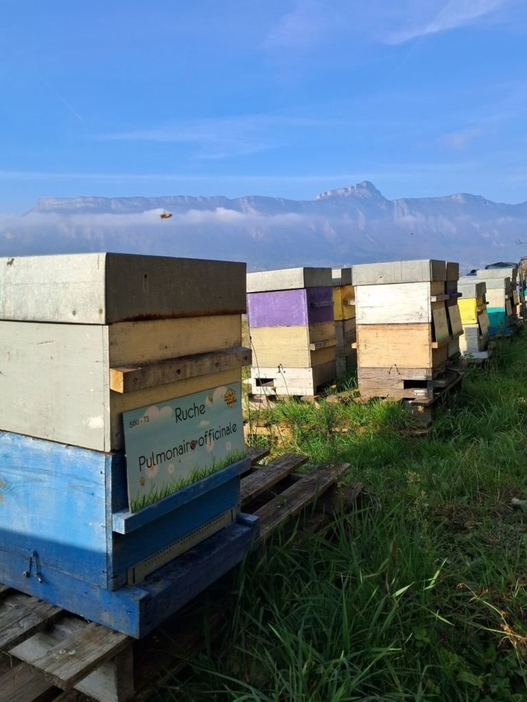 La ruche Pulmonaire officinale