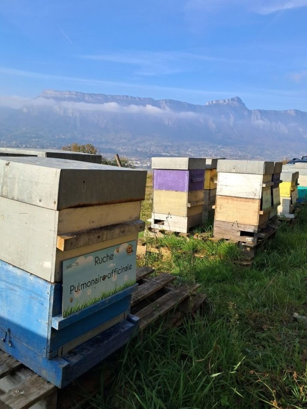 La ruche Pulmonaire officinale