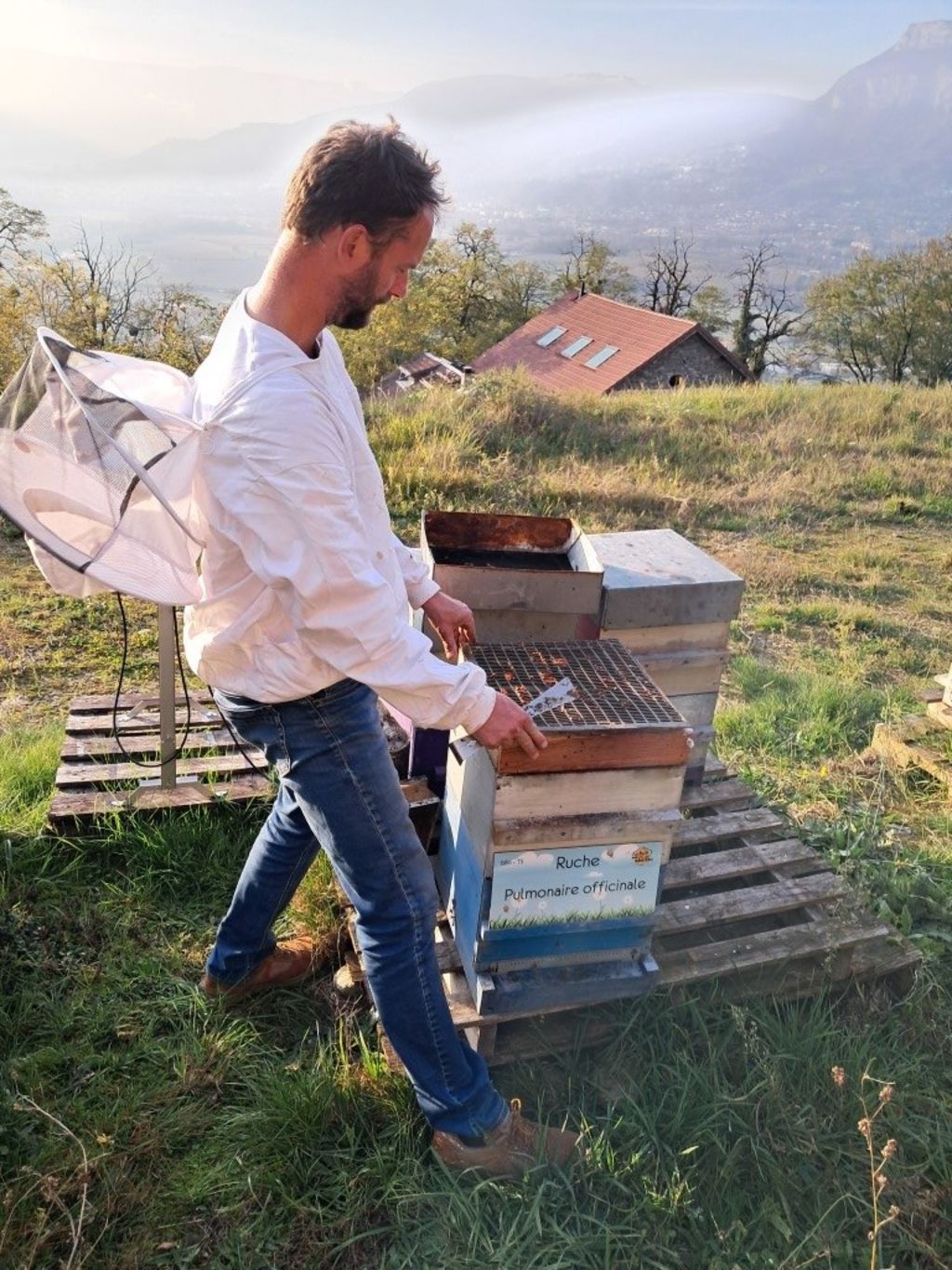 La ruche Pulmonaire officinale