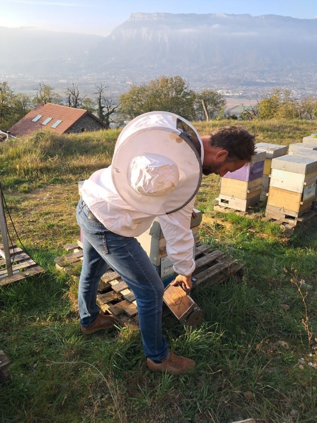 La ruche Pulmonaire officinale