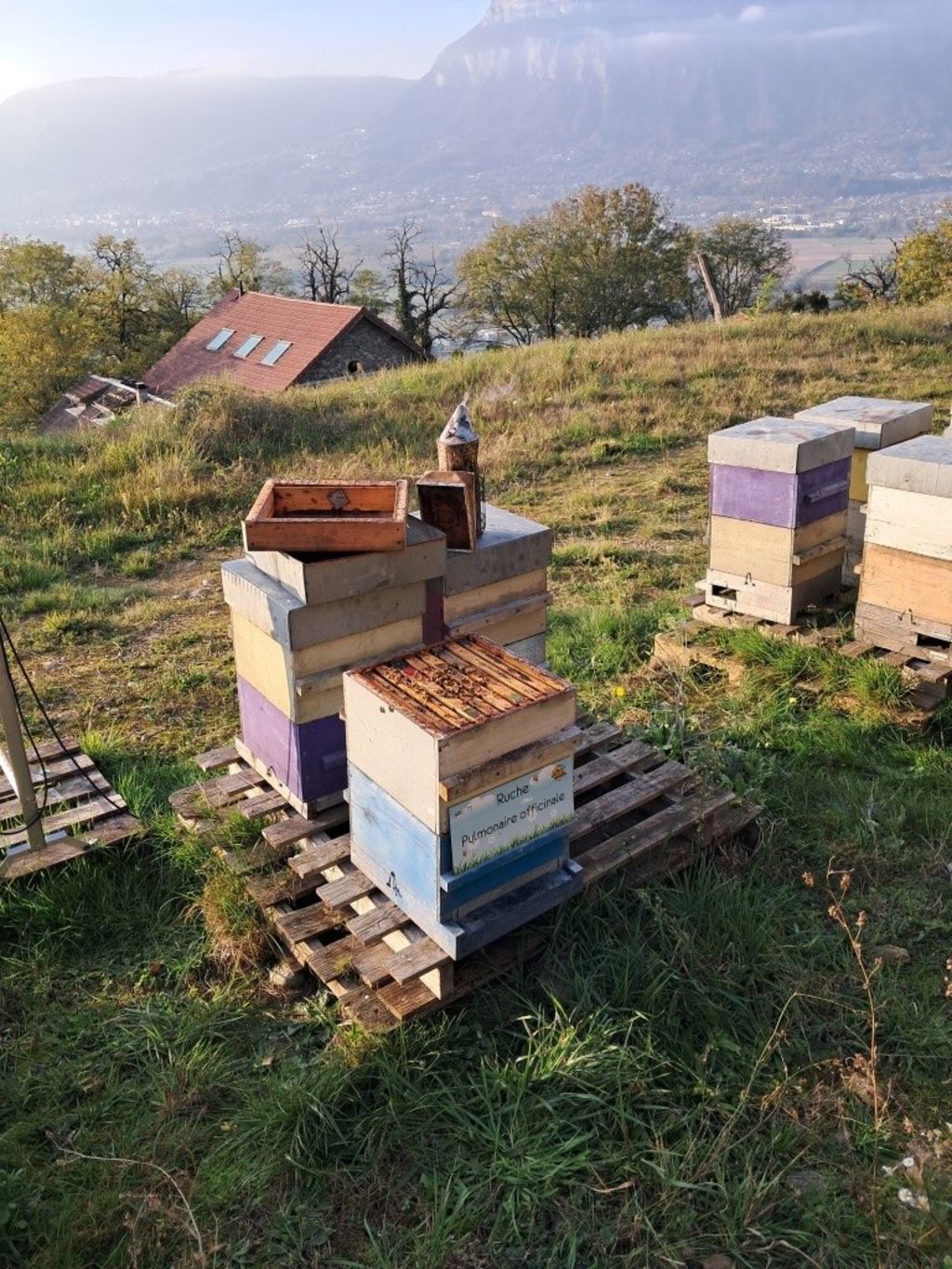 La ruche Pulmonaire officinale