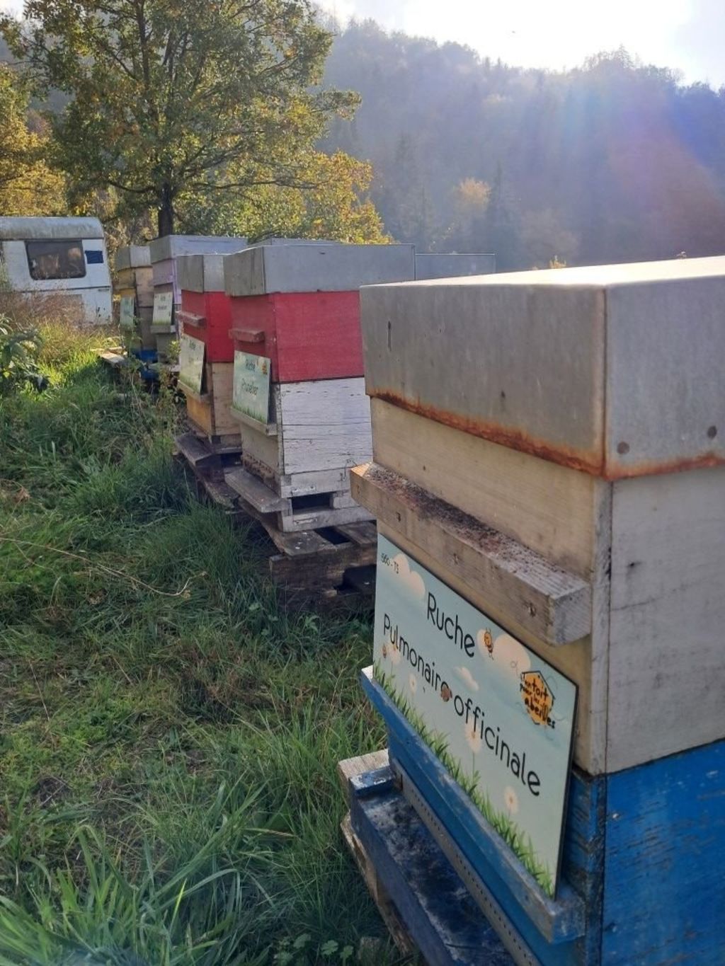 La ruche Pulmonaire officinale