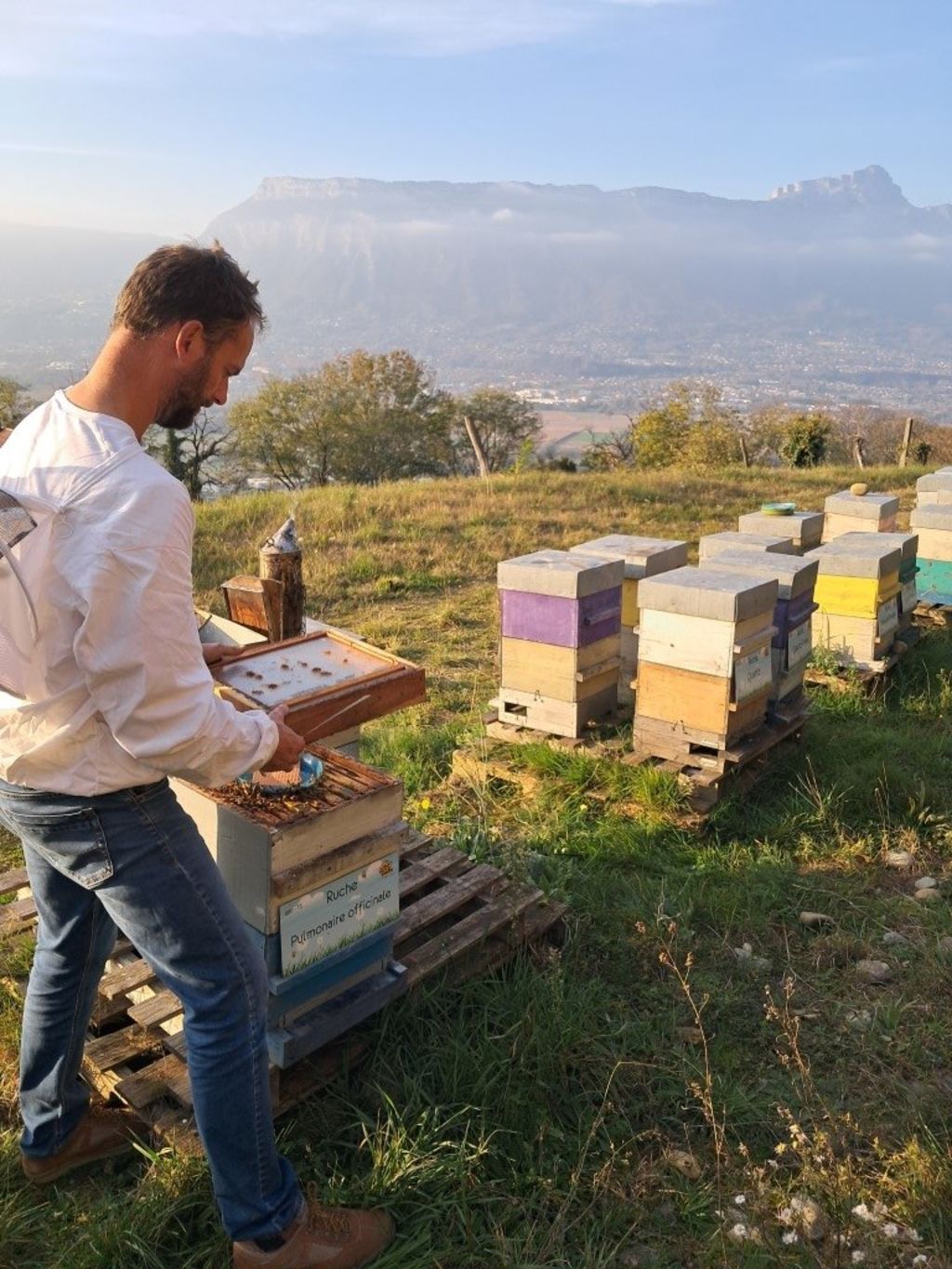 La ruche Pulmonaire officinale