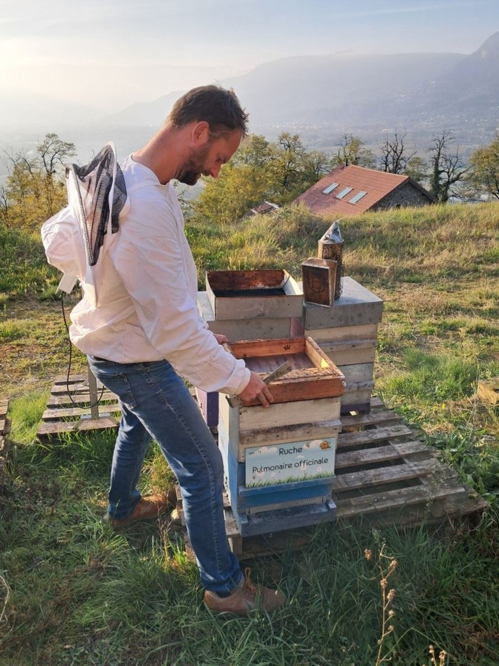 La ruche Pulmonaire officinale