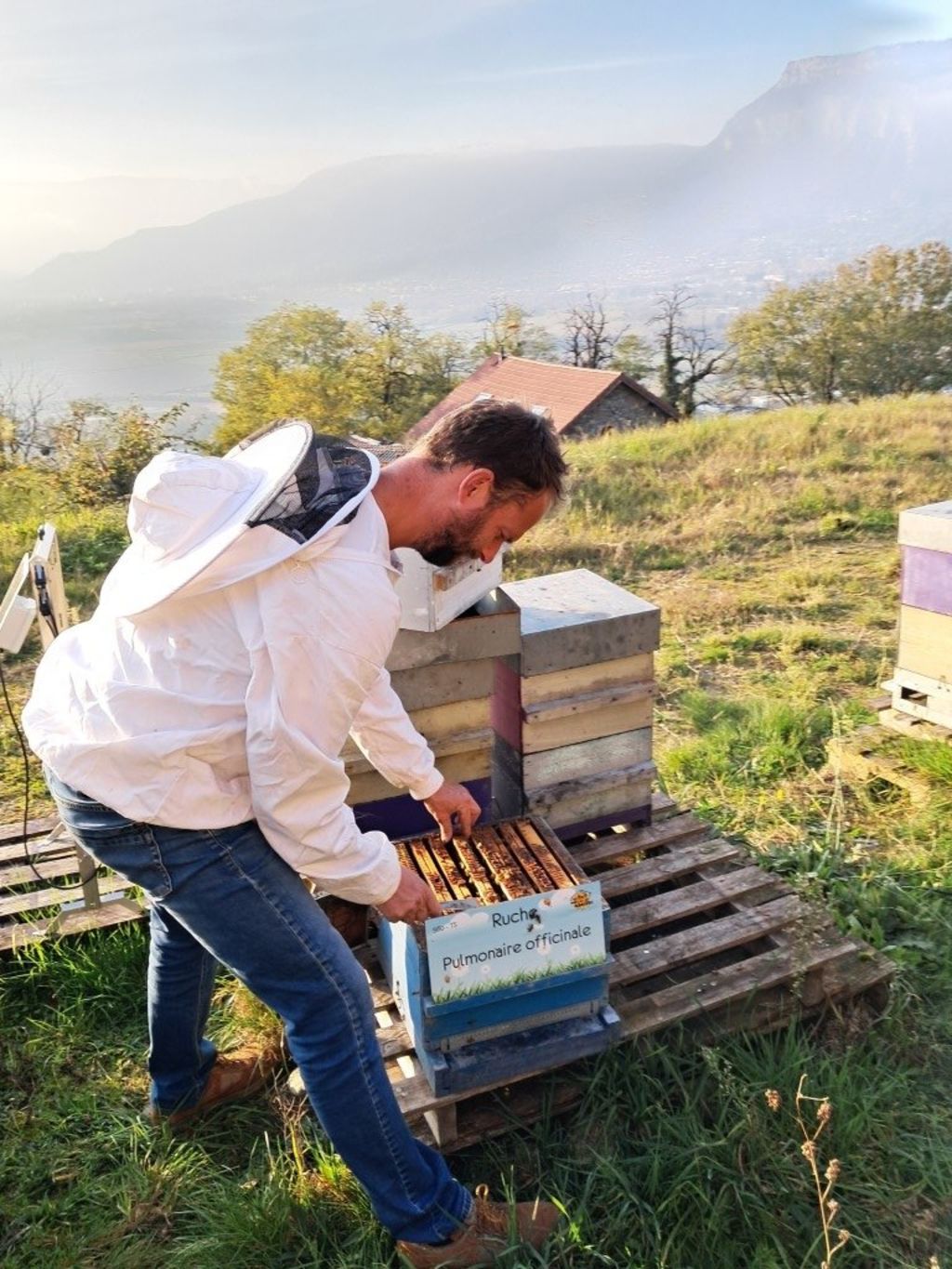 La ruche Pulmonaire officinale