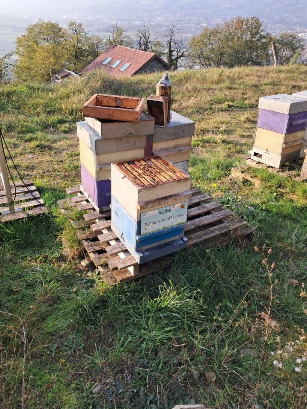 La ruche Pulmonaire officinale