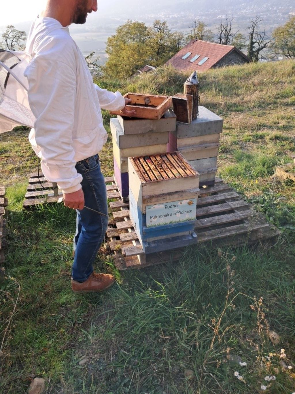 La ruche Pulmonaire officinale