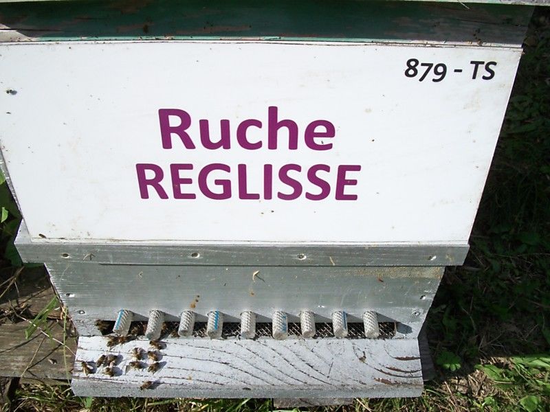 La ruche Réglisse