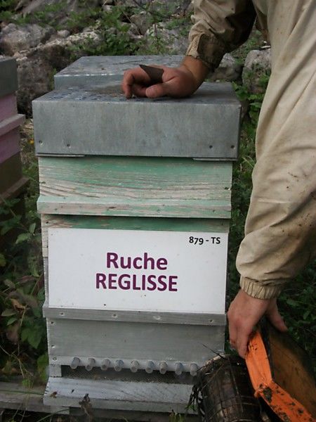 La ruche Réglisse