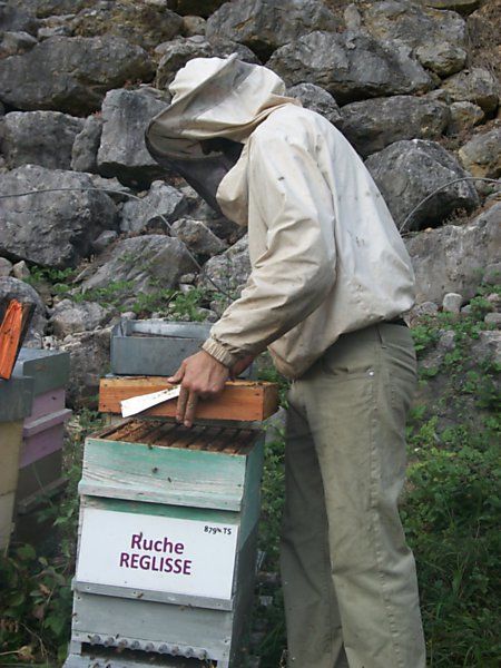 La ruche Réglisse