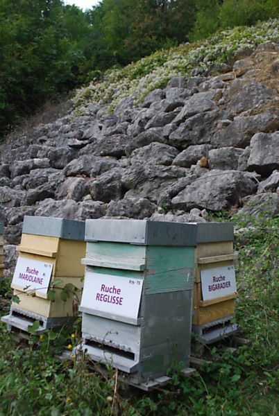 La ruche Réglisse