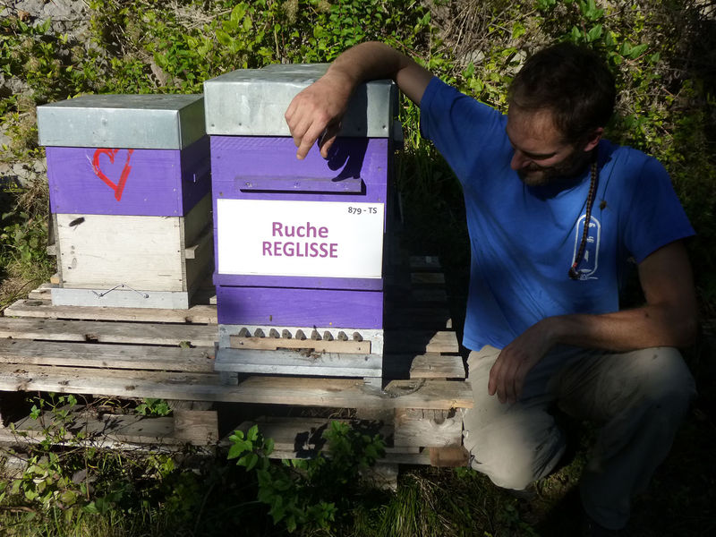 La ruche Réglisse
