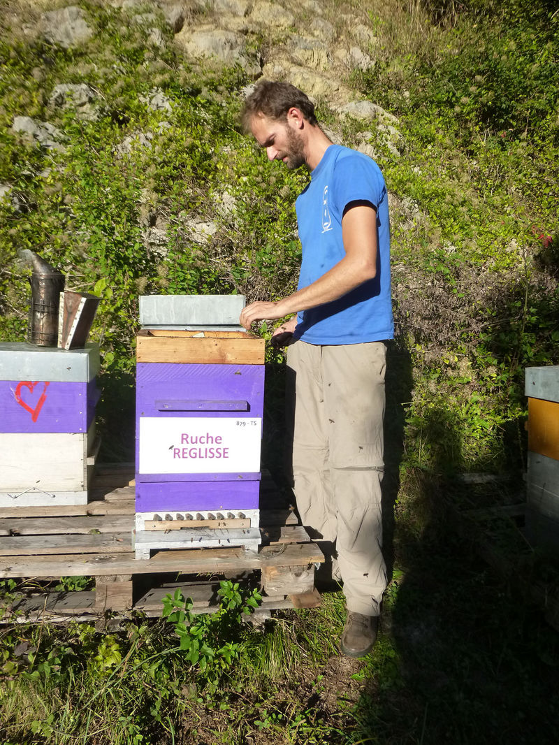 La ruche Réglisse