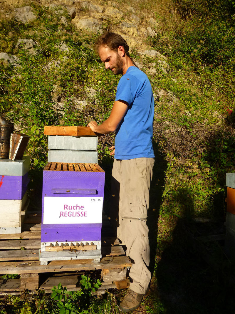 La ruche Réglisse