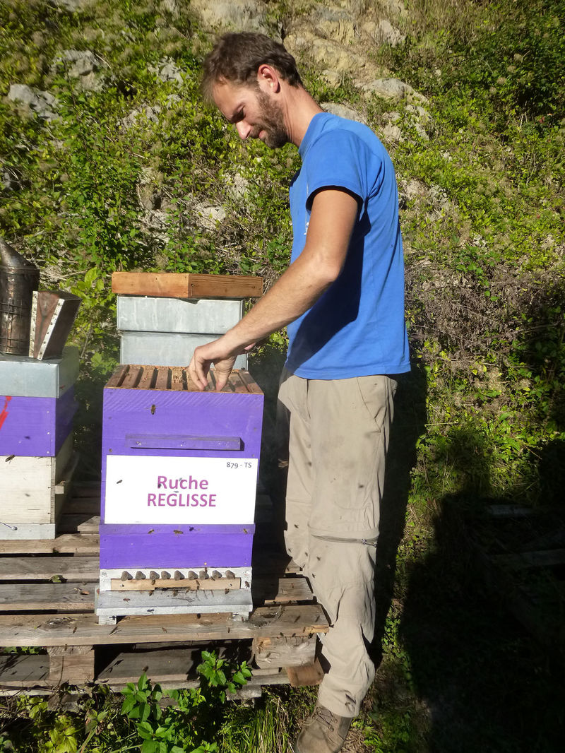 La ruche Réglisse