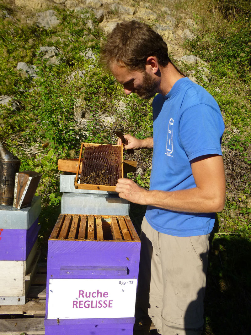 La ruche Réglisse