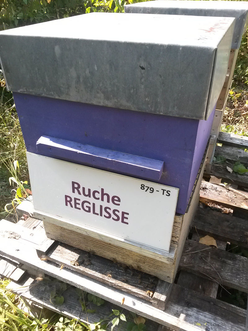 La ruche Réglisse