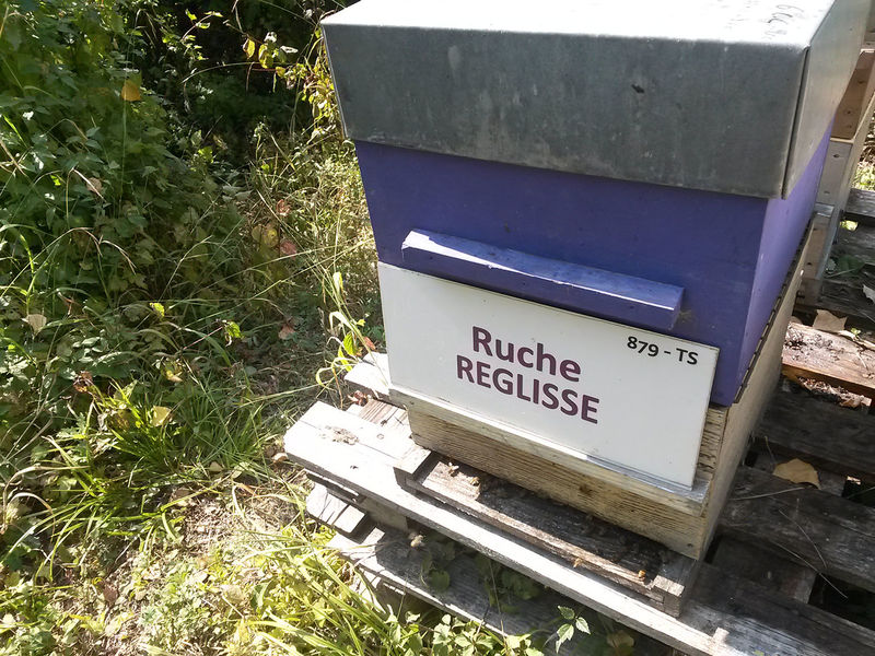 La ruche Réglisse