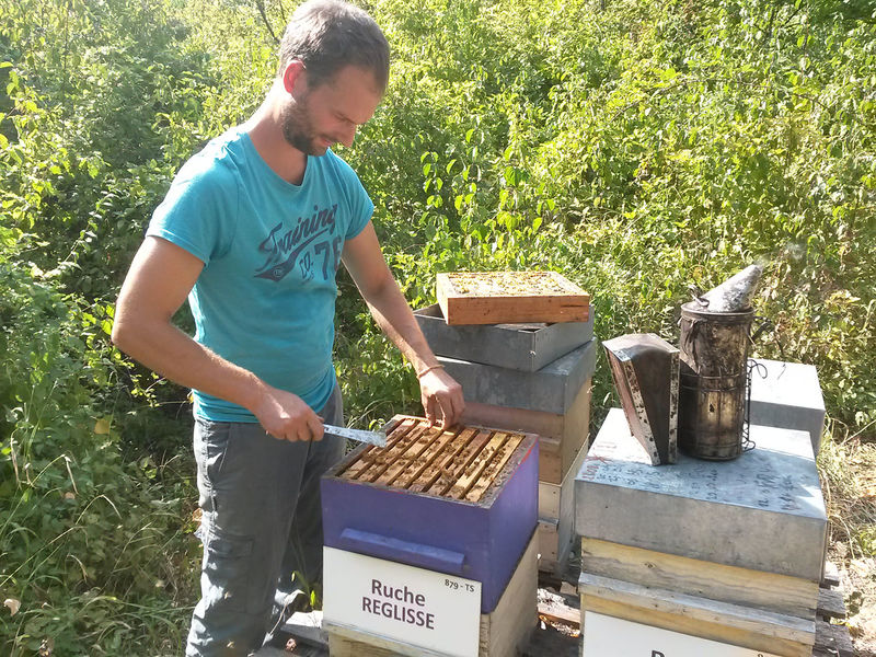 La ruche Réglisse