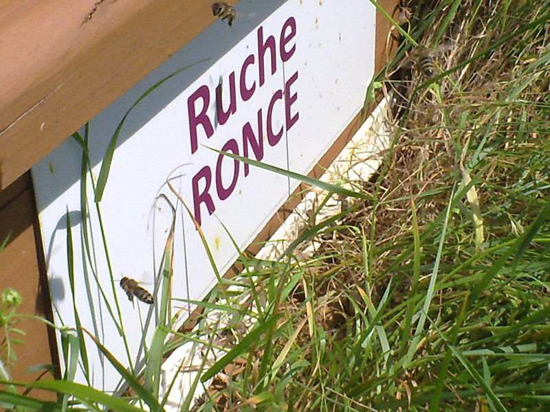La ruche Ronce