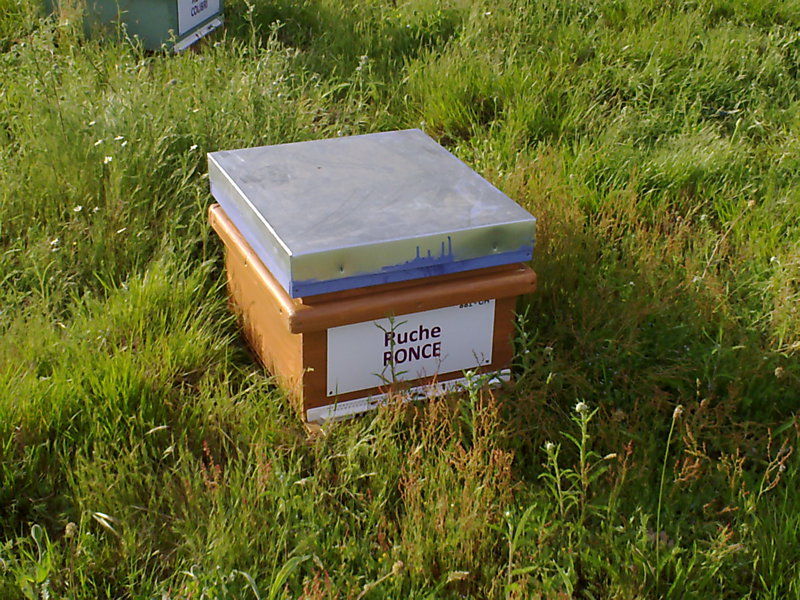 La ruche Ronce