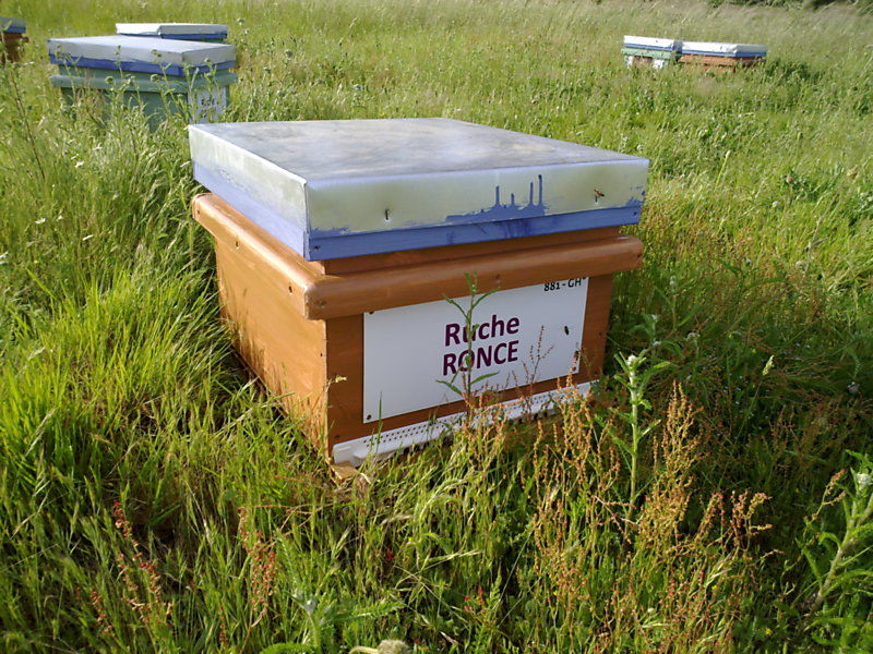 La ruche Ronce