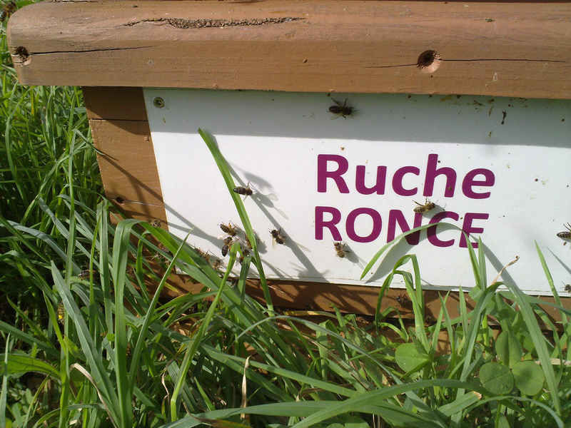 La ruche Ronce