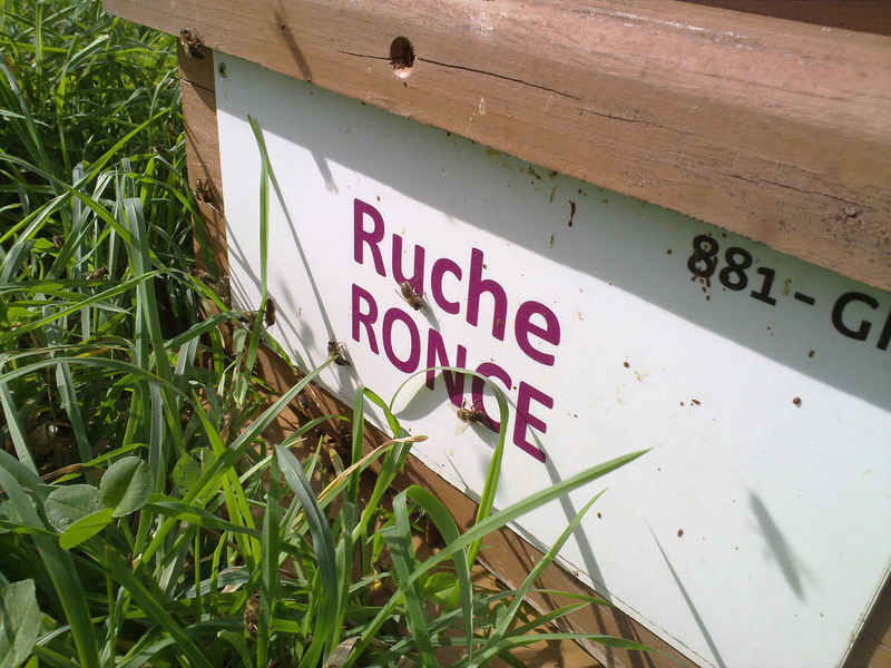 La ruche Ronce