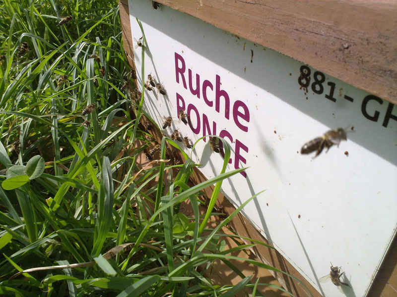La ruche Ronce