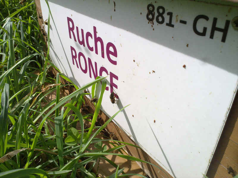 La ruche Ronce