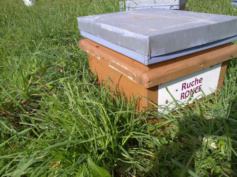 La ruche Ronce