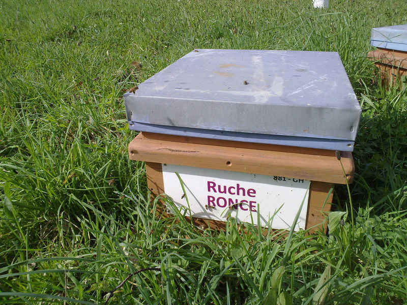 La ruche Ronce