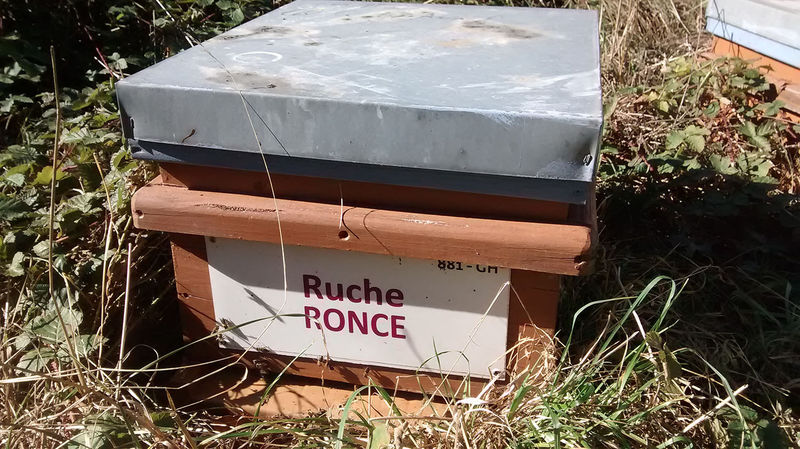 La ruche Ronce