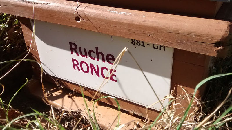 La ruche Ronce