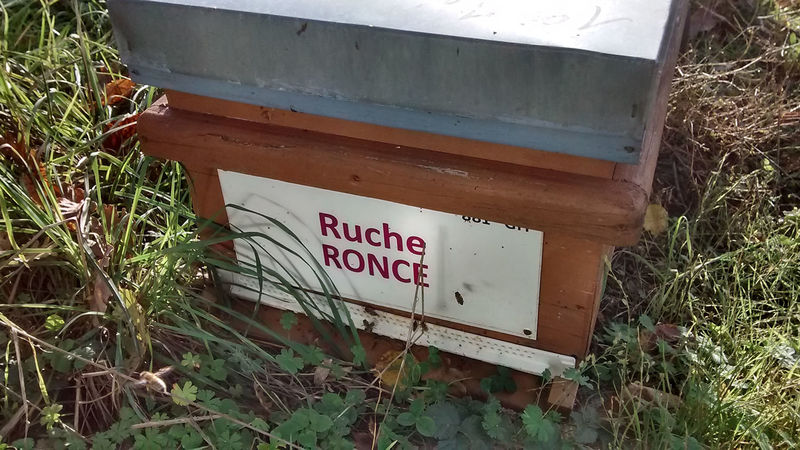 La ruche Ronce