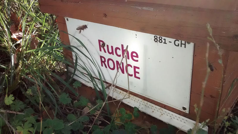 La ruche Ronce
