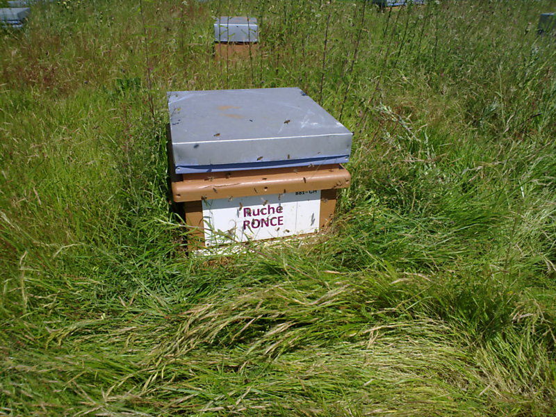 La ruche Ronce