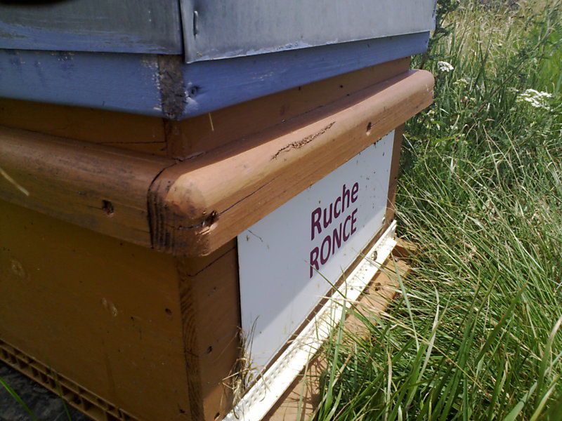 La ruche Ronce