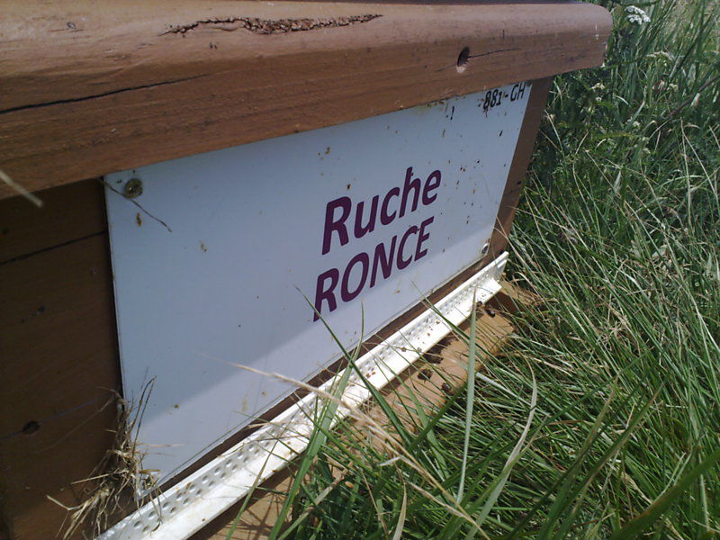 La ruche Ronce