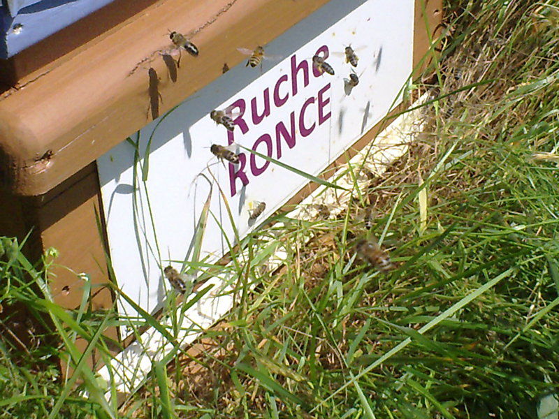 La ruche Ronce