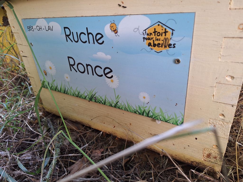 La ruche Ronce