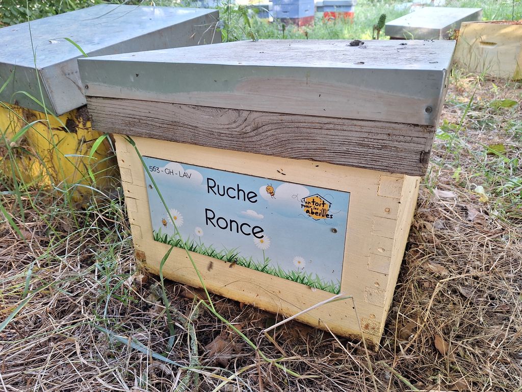 La ruche Ronce