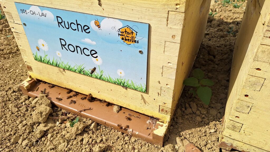 La ruche Ronce