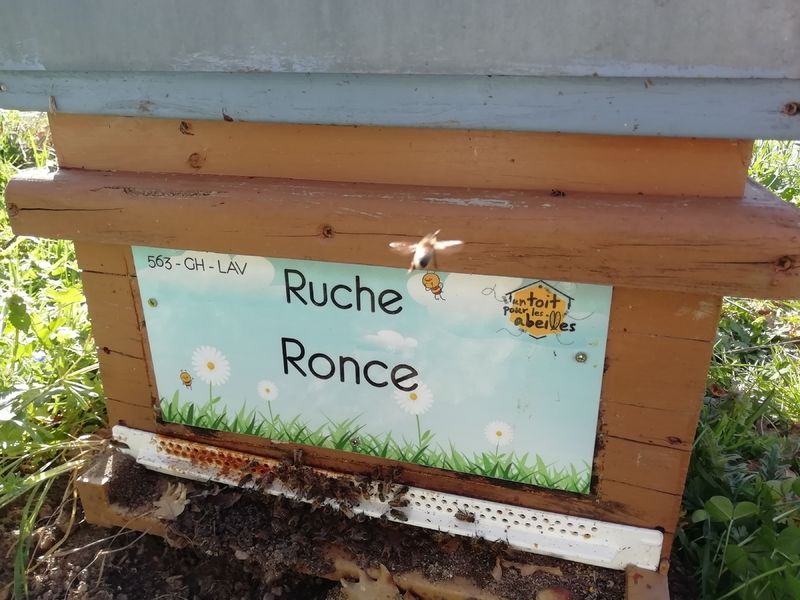 La ruche Ronce