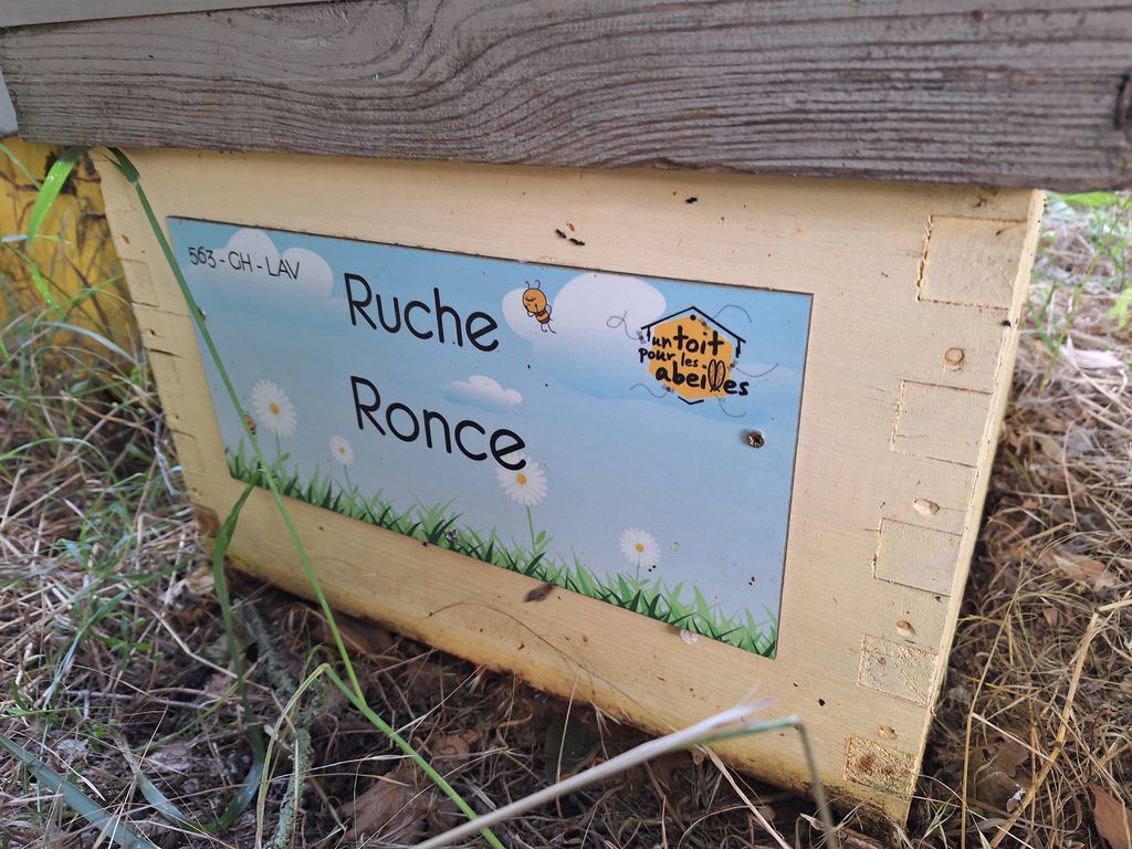 La ruche Ronce