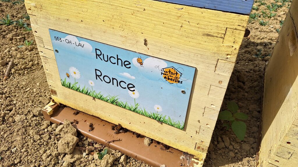 La ruche Ronce