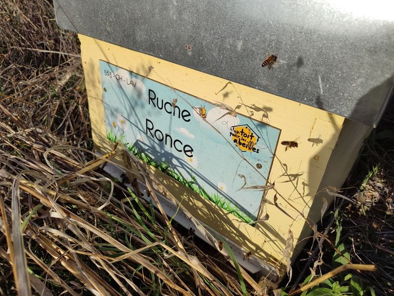 La ruche Ronce