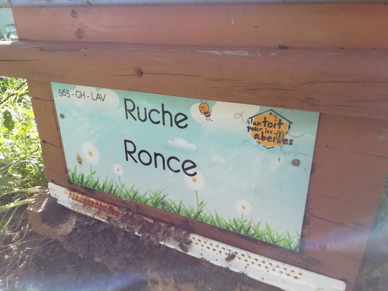 La ruche Ronce